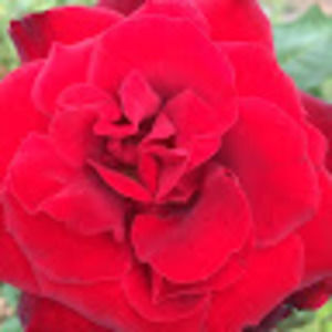 Meet your Posher, D.